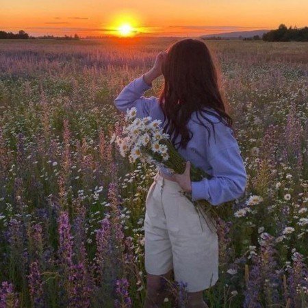  عکس گل بابونه