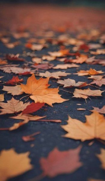  عکس بک گراند نارنجی