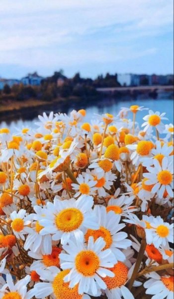  عکس بک گراند نارنجی