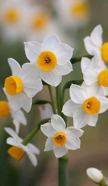  عکس گل نرگس