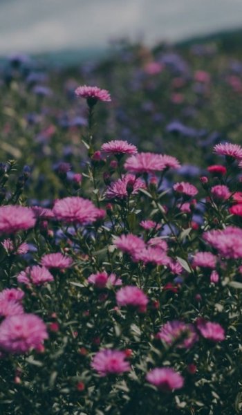  عکس گل نرگس