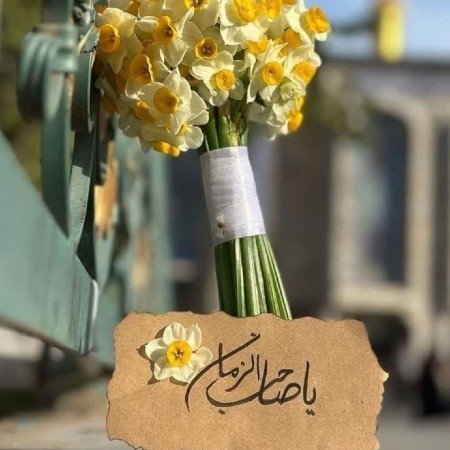  عکس گل نرگس