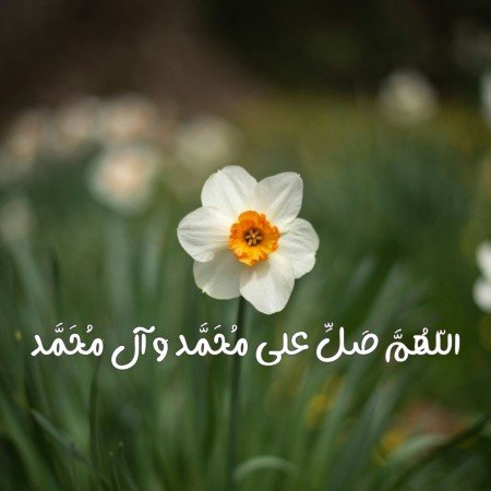  عکس گل نرگس