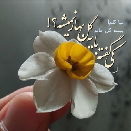  عکس گل نرگس