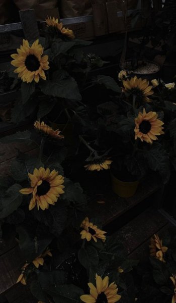  عکس گل نرگس