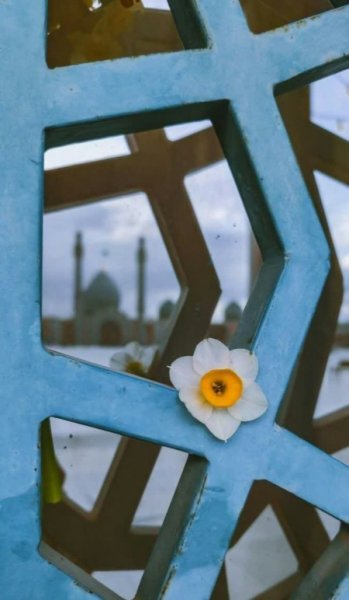  عکس گل نرگس