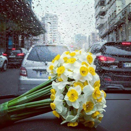  عکس گل نرگس