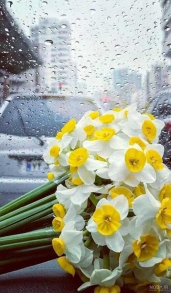  عکس گل نرگس