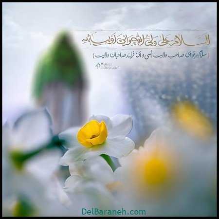  عکس گل نرگس