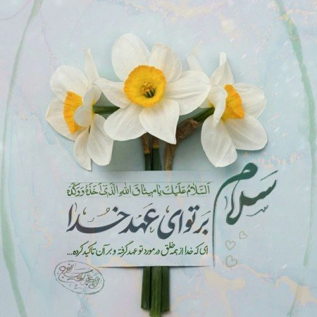  عکس گل نرگس