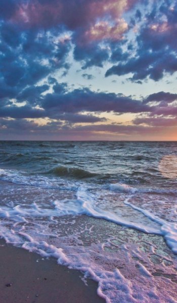  عکس پلنگ صورتی