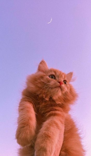  عکس پلنگ صورتی