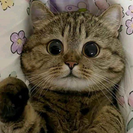  عکس چشم سبز