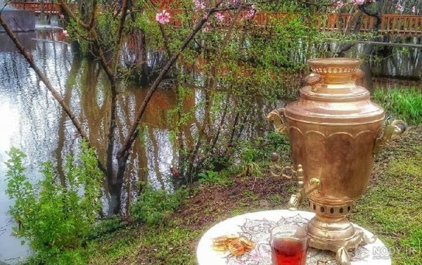  عکس چای آتیشی در طبیعت