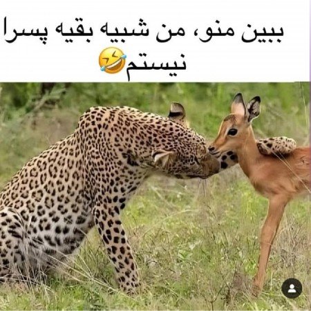  عکس خنده دار برای پروفایل