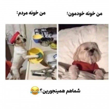  عکس خنده دار برای پروفایل