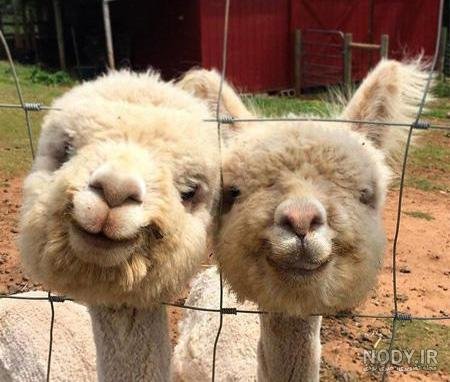  عکس خنده دار دونفره