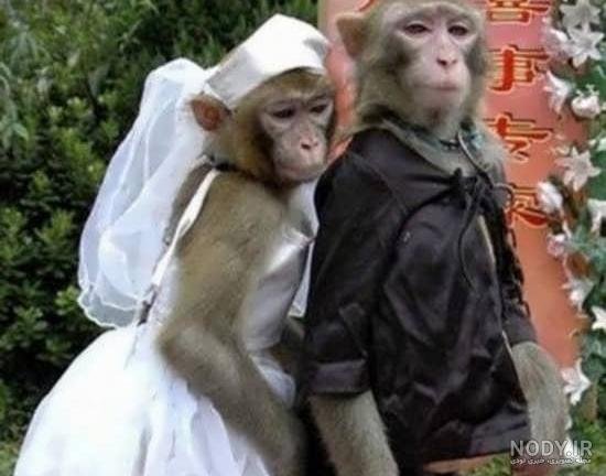  عکس خنده دار دونفره