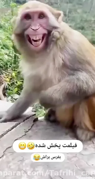  25 عکس خنده دار حیوانات