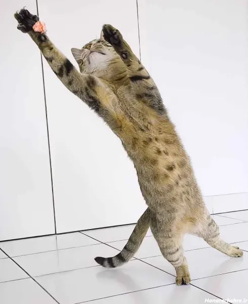  25 عکس خنده دار حیوانات