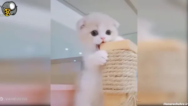  25 عکس خنده دار حیوانات