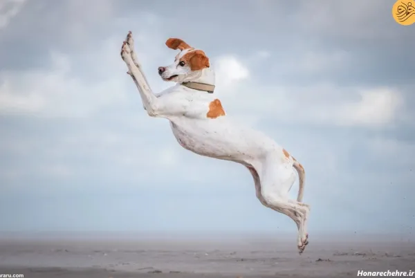  25 عکس خنده دار حیوانات