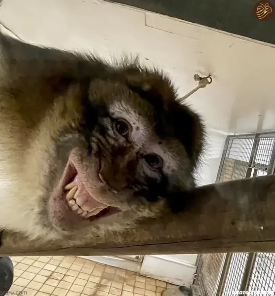  25 عکس خنده دار حیوانات