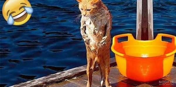 عکس خنده دار حیوانات با لباس