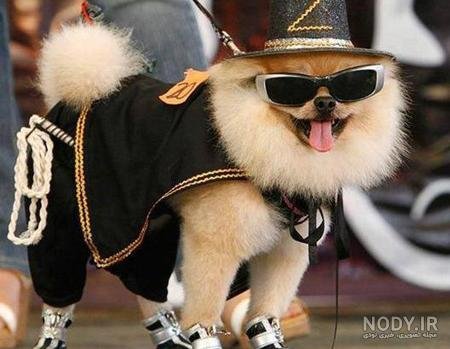  عکس خنده دار حیوانات با لباس
