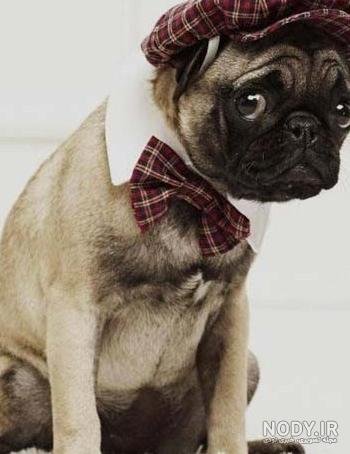  عکس خنده دار حیوانات با لباس