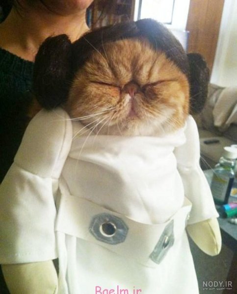  عکس خنده دار حیوانات با لباس