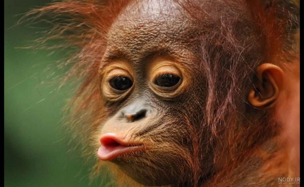  عکس خنده دار حیوانات با لباس