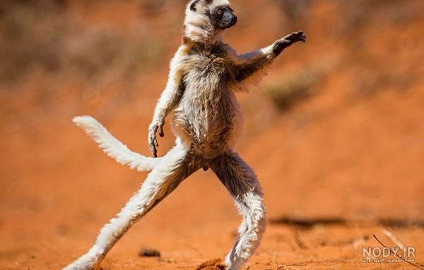  عکس خنده دار حیوانات با لباس