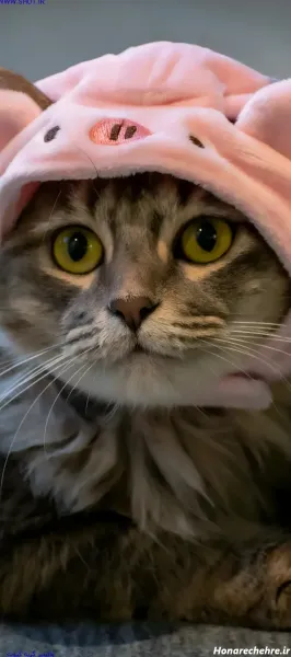  عکس حیوانات کیوت واقعی