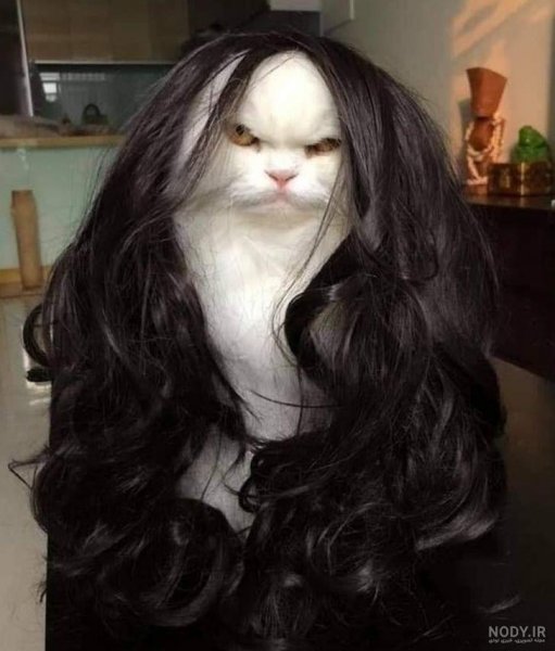  عکس خنده دار حیوانات با کیفیت