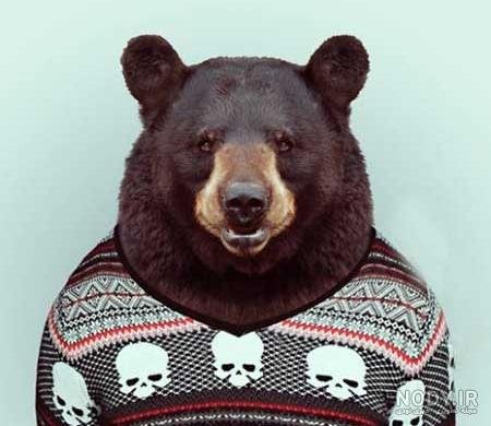  عکس خنده دار حیوانات با کیفیت