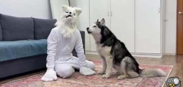  عکس خنده دار حیوانات با کیفیت