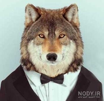  عکس خنده دار حیوانات با کیفیت