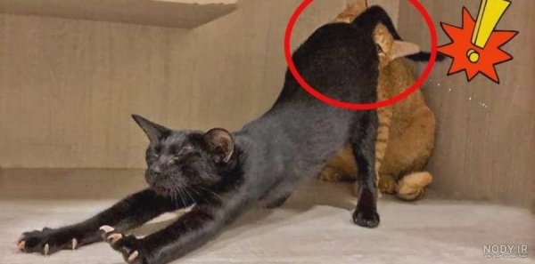  عکس خنده دار حیوانات با کیفیت