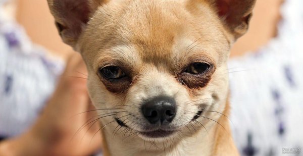  عکس خنده دار حیوانات با کیفیت