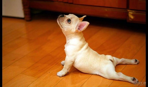 عکس خنده دار حیوانات با کیفیت
