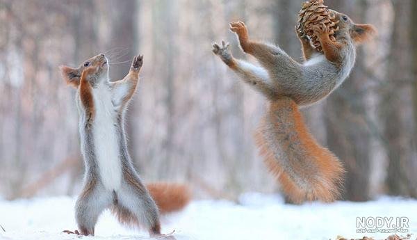  عکس خنده دار حیوانات با کیفیت