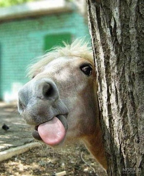  عکس خنده دار حیوانات با کیفیت