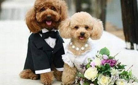  عکس خنده دار حیوانات با کیفیت