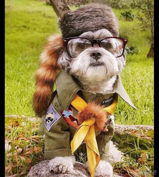  عکس خنده دار حیوانات با کیفیت