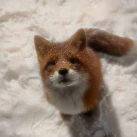 عکس خنده دار حیوانات برای پروفایل