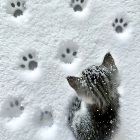  عکس خنده دار حیوانات برای پروفایل