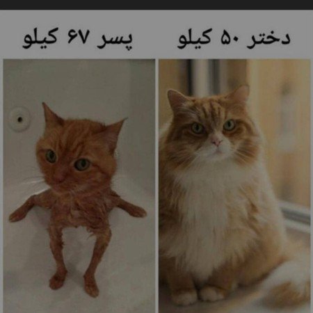  عکس خنده دار حیوانات برای پروفایل