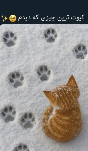  عکس خنده دار حیوانات برای پروفایل