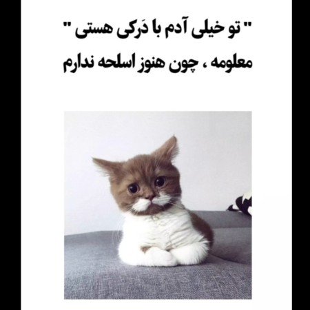  عکس خنده دار حیوانات برای پروفایل